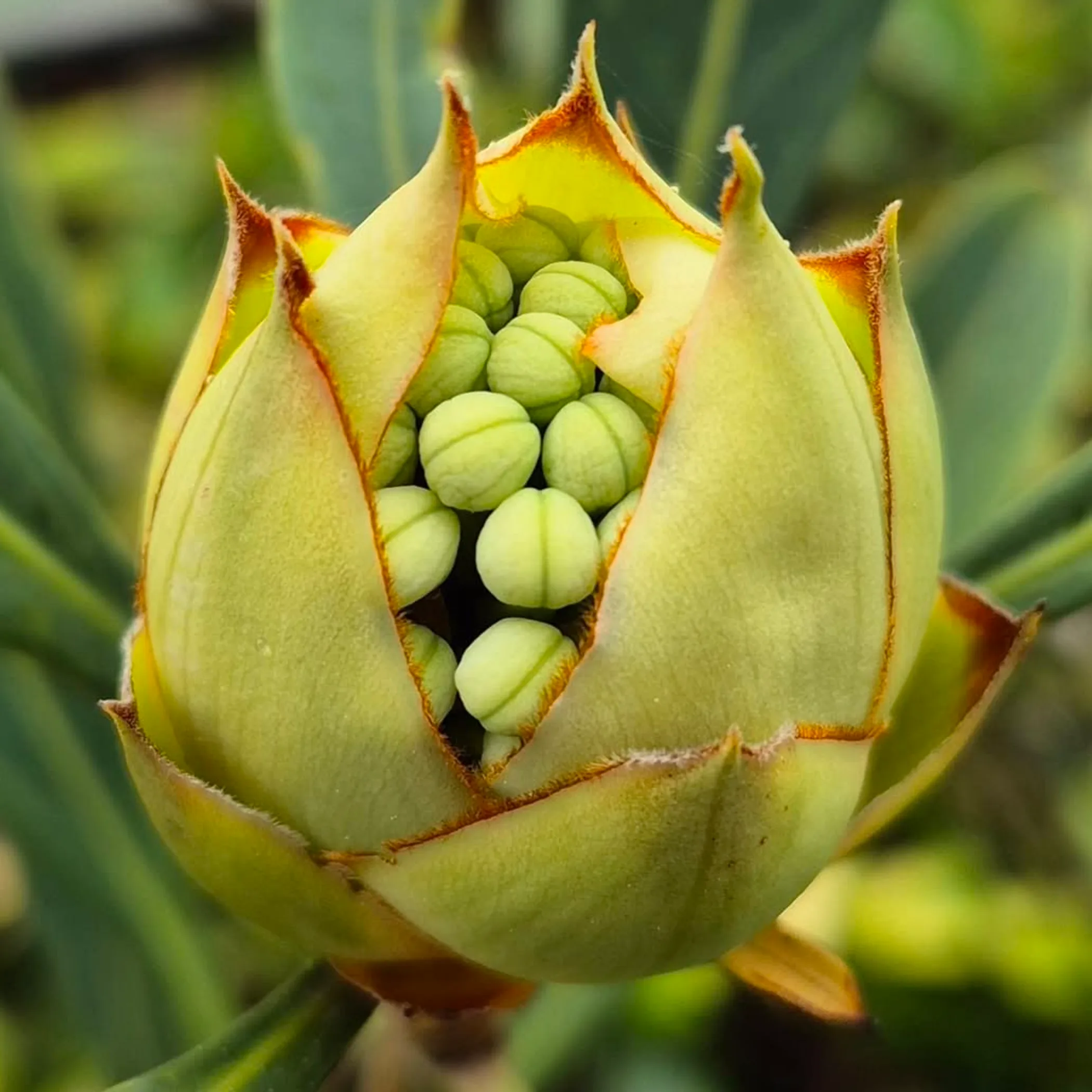 close-up waratah flower