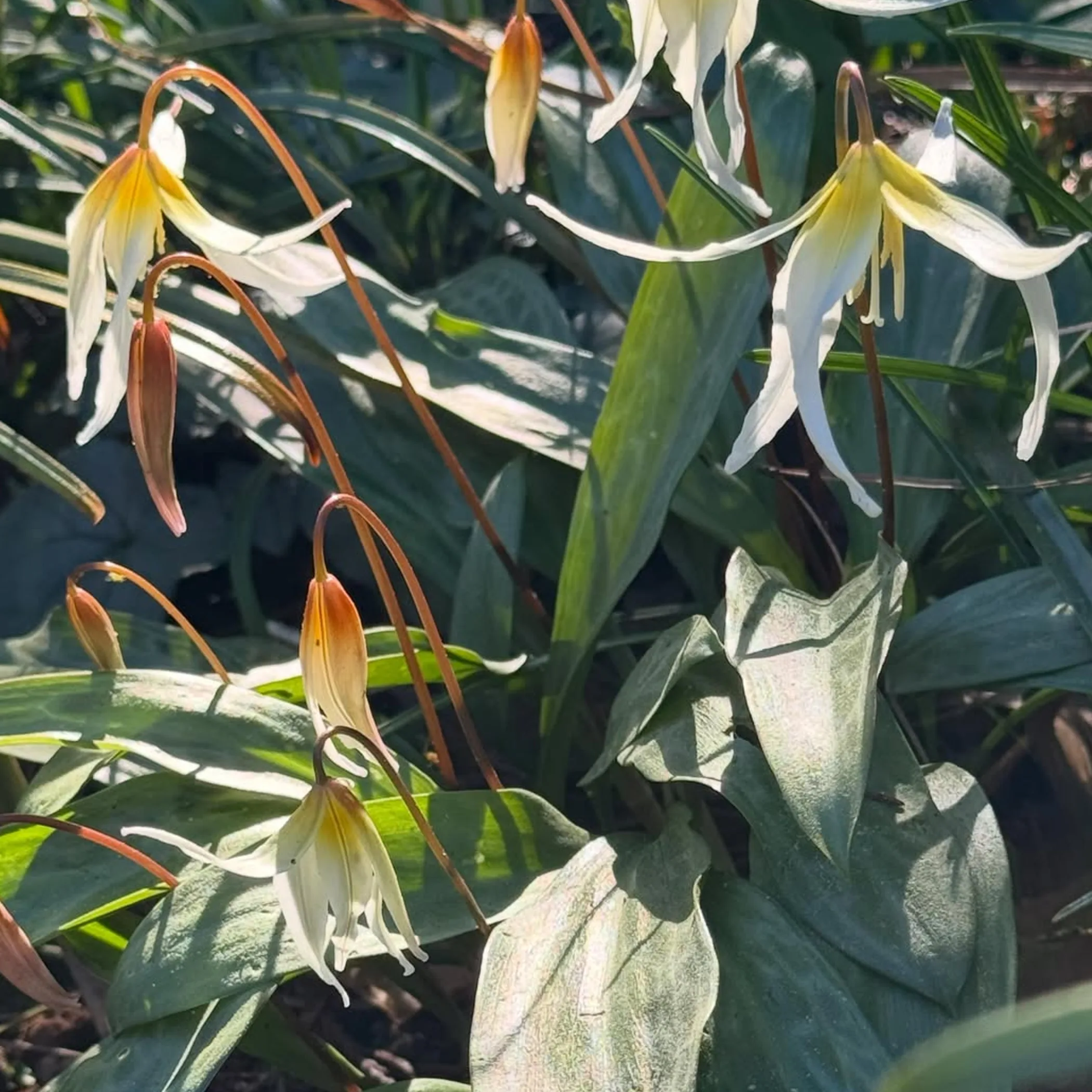 flowering blue mountains garden plants