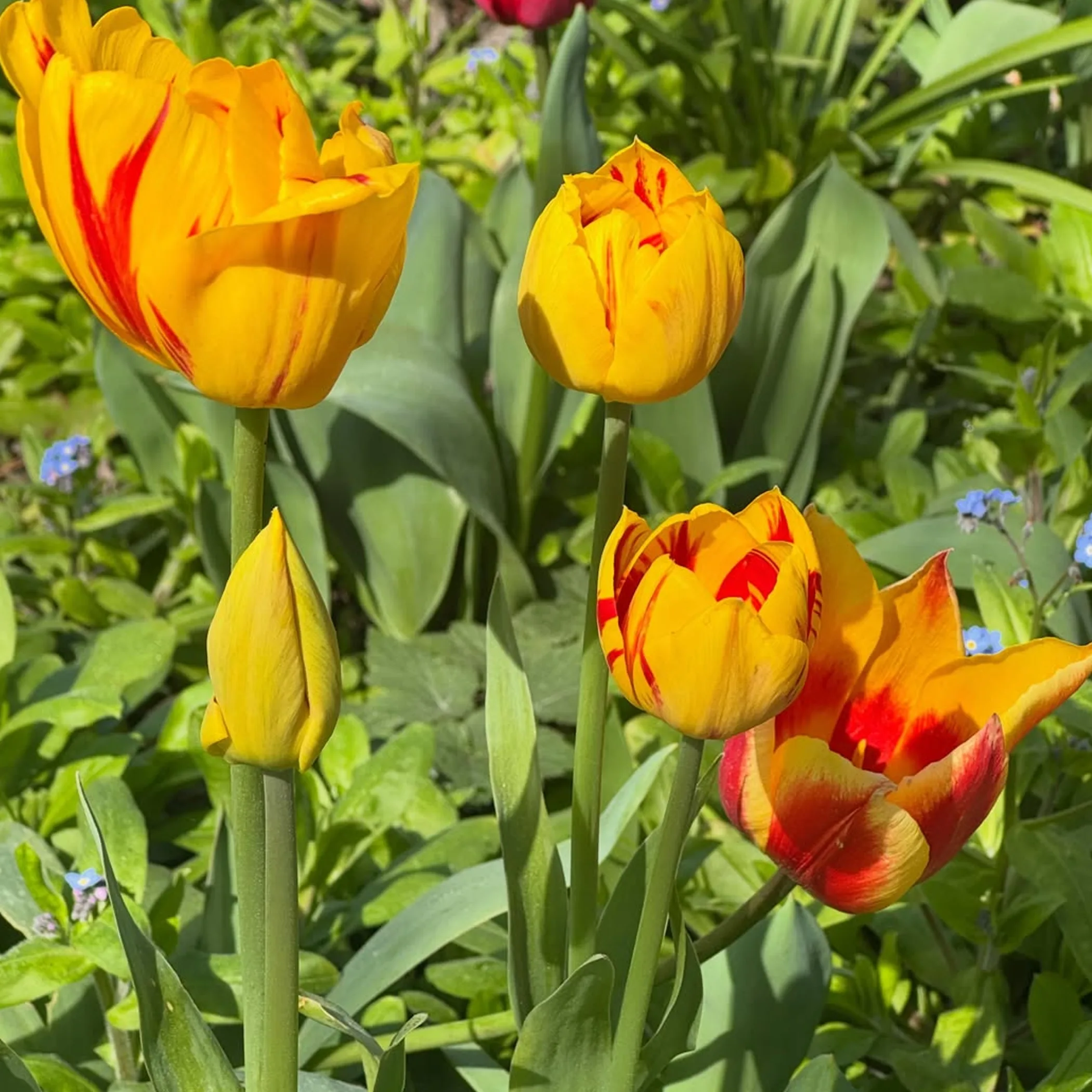 tulips in blue mountains gardens