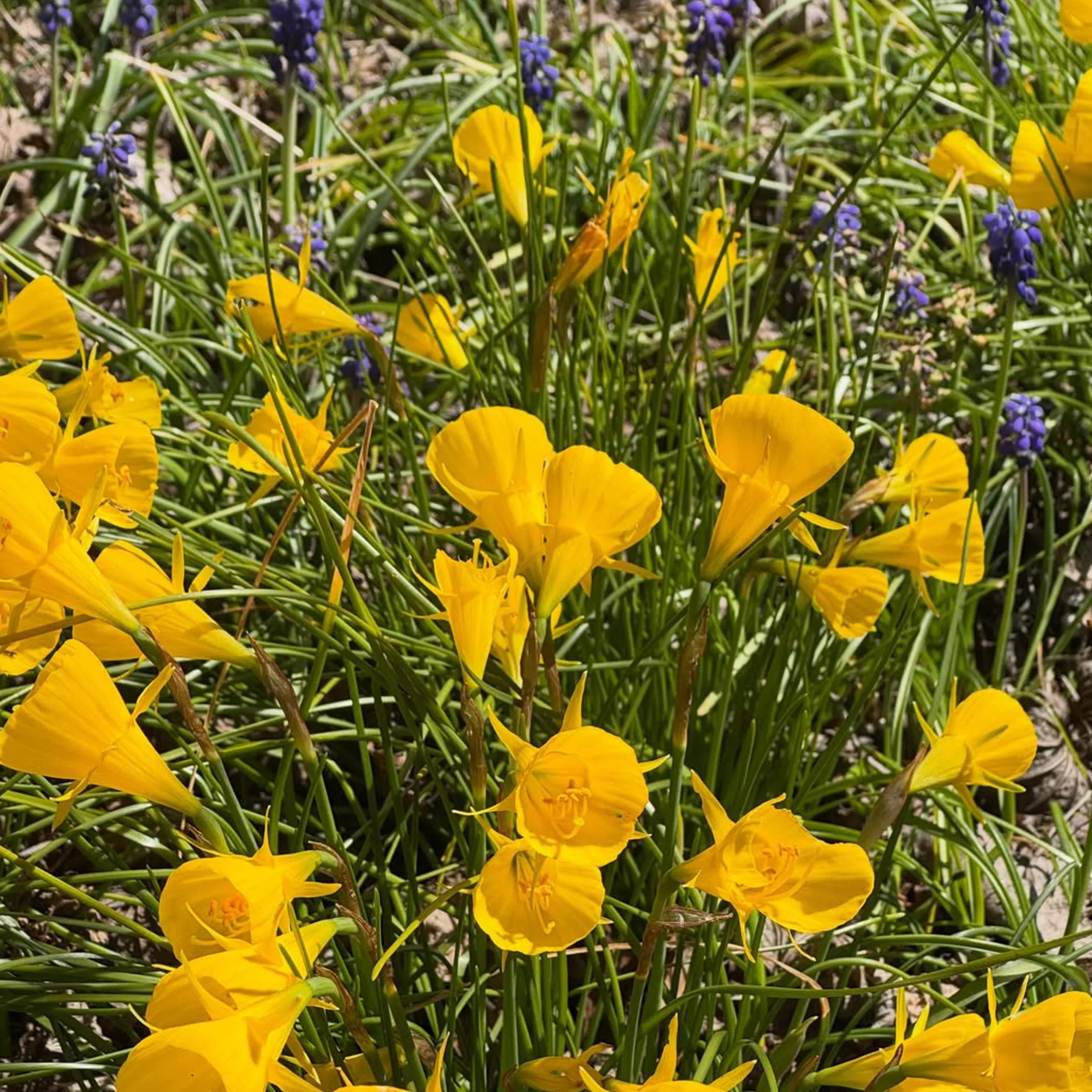 blue mountains spring garden flowers