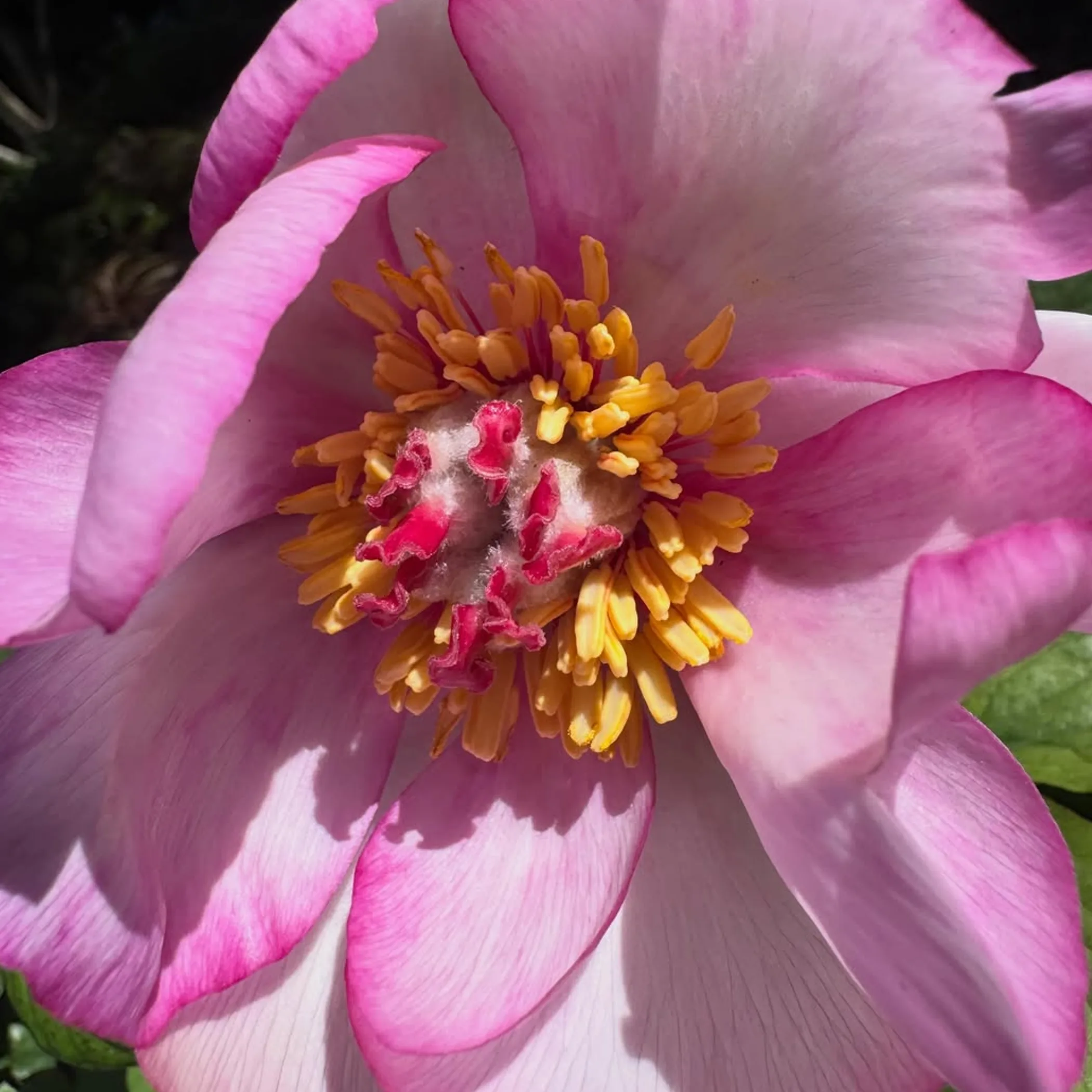blue mountains garden flowers