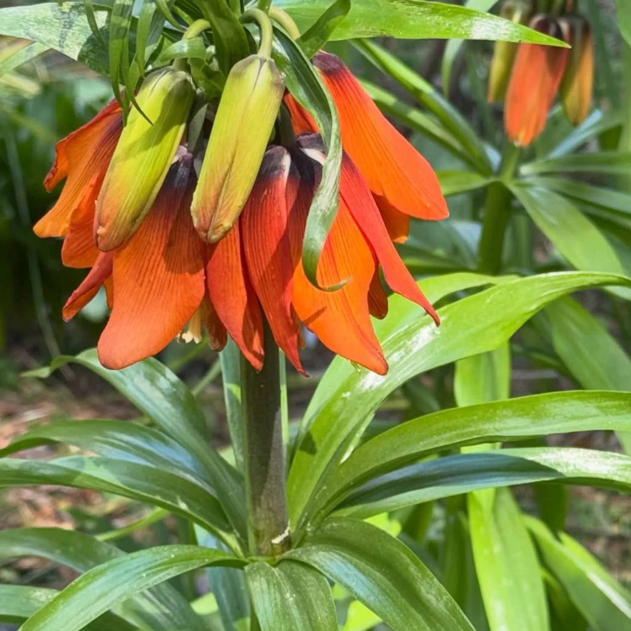distinctive garden plant